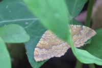 Camptogramma bilineata