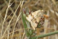 Heliothis viriplaca