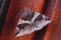 Dysgonia algira