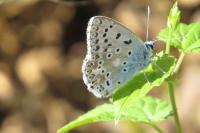 Lysandra bellargus