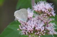 Celastrina argiolus