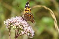 Vanessa cardui