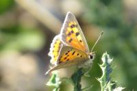Lycaena phlaeas