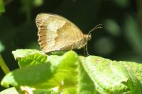 Maniola jurtina