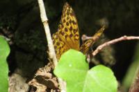 Argynnis paphia