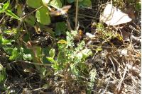 Macroglossum stellatarum