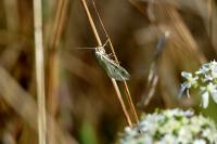 Sitochroa palealis