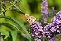 Vanessa cardui