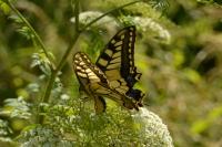 Papilio machaon