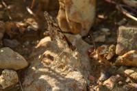Vanessa cardui