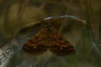 Ematurga atomaria