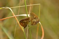 Pyronia tithonus