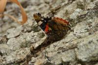 Vanessa atalanta