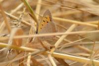 Lycaena phlaeas