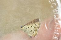Lycaena tityrus