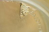 Lycaena tityrus