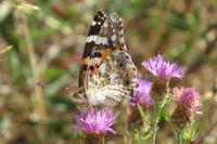 Vanessa cardui