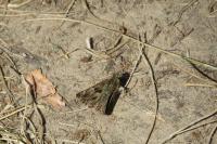 Carcharodus alceae