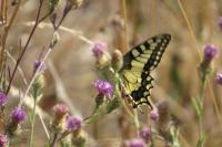 Papilio machaon