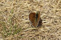 Melitaea cinxia