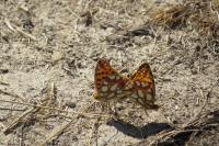 Issoria lathonia
