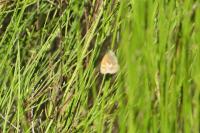 Coenonympha pamphilus