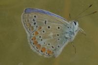 Polyommatus icarus