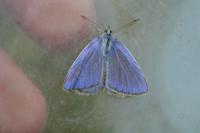 Polyommatus icarus