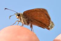 Erynnis tages