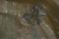 Polyommatus icarus