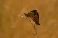 Erynnis tages