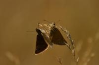 Erynnis tages