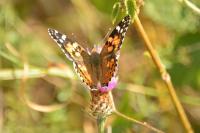 Vanessa cardui