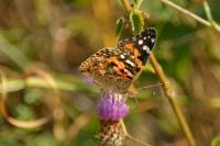 Vanessa cardui