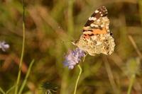 Vanessa cardui