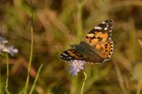 Vanessa cardui