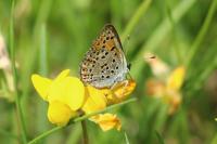 Lycaena tityrus