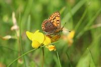 Lycaena tityrus