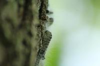 Thaumetopoea processionea