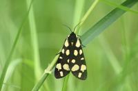 Arctia villica