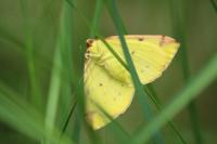 Opisthograptis luteolata