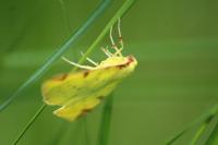 Opisthograptis luteolata