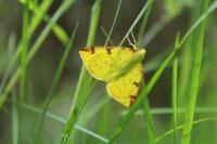 Opisthograptis luteolata