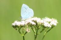 Celastrina argiolus