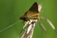Ochlodes sylvanus