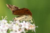 Euclidia glyphica