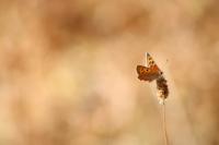 Lycaena phlaeas