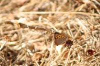 Lycaena phlaeas