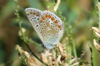 Polyommatus icarus
