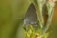 Cupido minimus